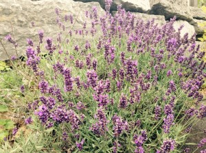 Lavender blossoms (Prince Edward County, Canada)