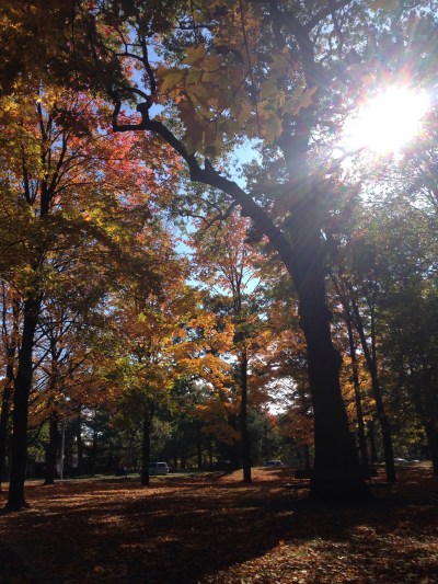 Autumn_Trees_High_Park